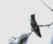 Chrysuronia versicolor from Parque Estadual do Rio Preto - R. Sapucáia, 31 - Centro, São Gonçalo do Rio Preto - MG, 39185-000... 