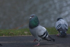 집비둘기 from Southport, UK on 2026년 01월 01일 (목) at 01... Echevarria · iNaturalist 집비둘기 (Variety Columba livia domestica)