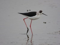 장다리물떼새 from Isanuma, Kawagoe, Saitama 350-0855, Japan on... · iNaturalist 장다리물떼새 (Himantopus himantopus)