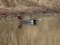 홍머리오리 from Миронівський район... at 11:01 오전 by mihajlo74 · iNaturalist 홍머리오리 (Mareca penelope)