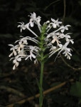 to the road being reconstructed) on 2010년 04월 23일 (금) at 02:58 오후 by Oleg Kosterin · iNaturalist Calanthe triplicata