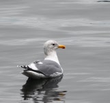 Larus glaucescens × occidentalis from Owen Beach on 2026년 01월 10일 (토) at 02:12 오전 by big_bird12 · iNaturalist 교잡종... 