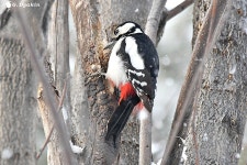 오색딱따구리 from 070000 Усть-Каменогорск... Дякин · iNaturalist 오색딱따구리 (Dendrocopos major)