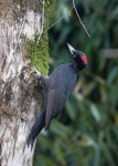 까막딱따구리 from Khostinskiy, Krasnodar Krai, Russia on... 오전 by Alexey Katz · iNaturalist 까막딱따구리 (Dryocopus martius)