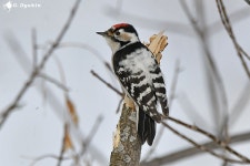 쇠오색딱따구리 from Алтайский район... by Геннадий Дякин · iNaturalist 쇠오색딱따구리 (Dryobates minor)