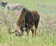 흰꼬리누 from Rietvlei Nature Reserve, 14 Game Reserve Ave, Rietvallei 377-Jr, Pretoria, 0181, South Africa on 2026년 01월 11일... 