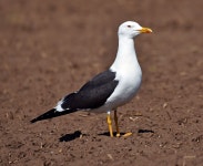 줄무늬노랑발갈매기 from Tolstrup, Brønderslev, Danmark on... by Jørgen Møller · iNaturalist 줄무늬노랑발갈매기 (Larus fuscus)