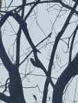 쇠딱따구리 from 대한민국 부산광역시 강서구 화전산업대로 171 on 2026년 01월 17일 (토) at 11:02 오전 by 김재원 · iNaturalist... 
