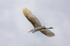 중대백로 from 52428 Jülich, Niemcy on 2026년 01월 17일 (토) at 11:28 오전 by BabaJaga · iNaturalist 중대백로 (Ardea alba)