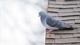 집비둘기 from Saint-Léonard, Montréal, QC, Canada on 2026년... 9100 Lacordaire · iNaturalist 집비둘기 (Variety Columba livia... 