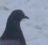 집비둘기 from Limbaži, R, LV on 2026년 01월 20일 (화) at 11... by mara_and_davis_birzgalis · iNaturalist 집비둘기 (Columba livia)