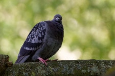 집비둘기 from Alphen aan den Rijn, Netherlands on 2024년 10월... iNaturalist 집비둘기 (Variety Columba livia domestica)