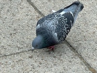 집비둘기 from Esch-sur-Alzette, District Luxembourg, LU on... by mushu72 · iNaturalist 집비둘기 (Variety Columba livia domestica)
