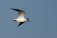 붉은부리갈매기 from Medemblik, Netherlands on 2026년 01월... iNaturalist 붉은부리갈매기 (Chroicocephalus ridibundus)