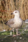 재갈매기 from Parc des Chanteraines, 92230 Gennevilliers... cendré ou leucophée · iNaturalist 재갈매기 (Larus argentatus)