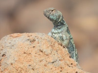Uromastyx ornata from 7HC3MJM9+5R on 2025년 05월 03일 (토) by Marius Burger · iNaturalist Uromastyx ornata