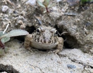 히로시마늪개구리 from 日本、〒691-0076 島根県出雲市園町 on 2023년 08월 11일 (금) at 05:56 오후 by howp_izumo · iNaturalist... 