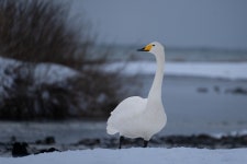 큰고니 from Iwasaki, Fukaura, Nishitsugaru District, Aomori 038... 오후 by Léandre Fura · iNaturalist 큰고니 (Cygnus cygnus)
