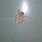 Pengilleyia peronii in 1월 2026 by SatNavSaysStraightOn · iNaturalist Pengilleyia peronii