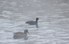 물닭 from Белгород, Белгородская обл., Россия, 308006 on 2026년 01월 24일 (토) at 12:19 오후 by... 