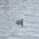 논병아리 from Белгород, Белгородская обл., Россия, 308006 on 2026년 01월 24일 (토) at 11:53 오전... 
