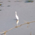 쇠백로 from 52C9+Q9V, Tripura 799290, India on 2026년 01월 30일 (금) at 12:43 오후 by Ujjal Kishor De · iNaturalist 쇠백로... 