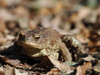 유럽두꺼비 from 4133, Österreich on 2026년 01월 31일 (토) at 02:05 오후 by klaus66poe · iNaturalist 유럽두꺼비 (Bufo bufo)