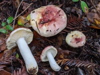 무당버섯속 from Boulder Creek, CA 95006, USA on 2020년 01월... Margin inroll... · iNaturalist 무당버섯속 (Genus Russula)