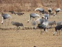 캐나다두루미 from 대한민국 경상남도 창원시 의창구 on 2026년 01월 19일 (월) at 12:35 오후 by Park Jeongwoo · iNaturalist... 