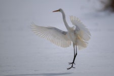 중대백로 from Osotsubetsugenya, Shibecha, Kawakami District... at 10:50 오전 by mangoat1 · iNaturalist 중대백로 (Ardea alba)