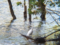 중대백로 from 756R+HGC, Montecristo, El Salvador on 2025년 12월 06일 (토) at 10:36 오전 by Saúl Hernández · iNaturalist... 