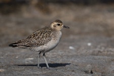 검은가슴물떼새 in 1월 2026 by Hiroki Shudo · iNaturalist 검은가슴물떼새 (Pluvialis fulva)