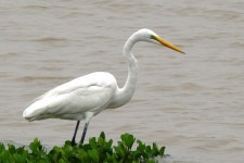 중대백로 from Colégio D. Bosco Sports Complex, Macau, 6H33+334澳门 on 2026년 02월 09일 (월) at 10:36 오전 by hiou lo... 