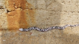 Amphisbaena fuliginosa bassleri from 860001, Vda. San Carlos, Mocoa, Putumayo, Colombia on 2026년 02월 11일 (수) at 10:29... 