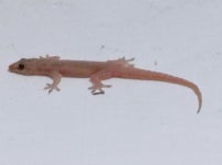 집도마뱀부치 from 91505 Coatepec, Ver., México on 2026년... Antonio González · iNaturalist 집도마뱀부치 (Hemidactylus frenatus)