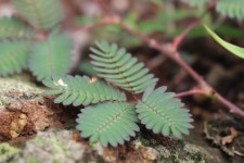 미모사 from Bumi Agung, Kec. Dempo Utara, Kota Pagar Alam... akar tunggang dan akar caban... · iNaturalist 미모사 (Mimosa pudica)