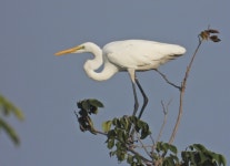 중대백로 from 731台灣臺南市後壁區 on 2025년 12월 07일 (일) at 03:34 오후 by garlice99 · iNaturalist 중대백로 (Ardea alba)