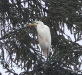 중대백로 from Lystrupminde naturskole, 8654 Bryrup, Denmark on 2026년 02월 12일 (목) at 10:54 오전 by bja2800dk · iNaturalist... 