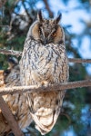 칡부엉이 in 2월 2026 by Silviu Foca · iNaturalist 칡부엉이 (Asio otus)