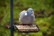 숲비둘기 from Woodside Manor, Stratford-Upon-Avon, England, GB... 오전 by Priya Sandhu · iNaturalist 숲비둘기 (Columba palumbus)