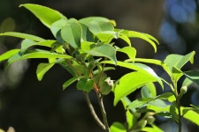 차나무 from Liddellsdale, Tamil Nadu, India on 2026년 01월... 10:37 오전 by Dinesh Valke · iNaturalist 차나무 (Camellia sinensis)