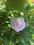 Centrosema molle from Luzon Island, Silang, Cavite, PH on 2020년 02월 21일 (금) at 10:36 오전 by bia_adz707 · iNaturalist... 