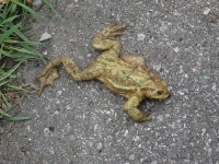 유럽두꺼비 from 24026 Cazzano SantAndrea BG, Italia on 2026년... at 11:33 오전 by Stefano · iNaturalist 유럽두꺼비 (Bufo bufo)