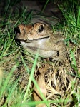 Bengal 700141, India on 2026년 03월 05일 (목) at 06:35 오후 by Shoham Ghosh · iNaturalist 아시아검은안경두꺼비... 