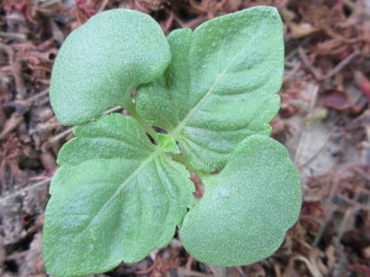 on 2019년 05월 08일 (수) at 11:03 오전 by onidiras-iNaturalist. 떡잎 Cotyledon 새순 싹 bud · iNaturalist 들깨 (Perilla frutescens)