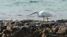 흑로 from Heron Island, Queensland 4805, Australia on 2020년 01월 07일 (화) at 04:26 오전 by Liheng Ma · iNaturalist 흑로... 