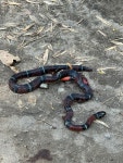 Erythrolamprus bizona from Salento, Quindío, CO on 2026년 03월 09일 (월) at 11:47 오전 by paulahuemer · iNaturalist... 