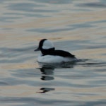꼬마오리 from Hudson River Greenway Trail, New York, NY, US on... by Daniel Katzive · iNaturalist 꼬마오리 (Bucephala albeola)