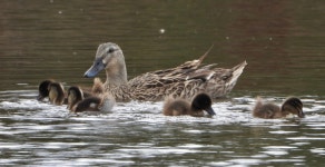 Anas superciliosa × platyrhynchos from Goulds Lagoon Sanctuary, 400 Main Rd, Granton TAS 7030, Australia on 2020년 02월 25일... 