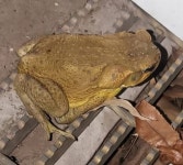 사탕수수두꺼비 from Bingara NSW 2404, Australia on 2026년... Reported to DPI · iNaturalist 사탕수수두꺼비 (Rhinella... 